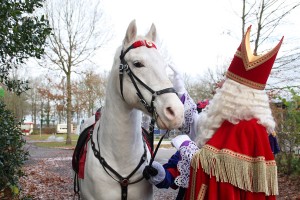 Sinterklaas paard