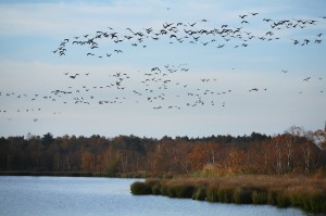 Flock of geese (5D03210)