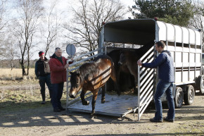 Exmoorpony's op Loozerheide losgelaten