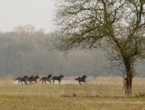 Exmoorspony's voor Weerterbos