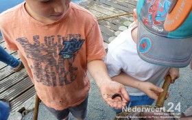 2013-08-03 Peel Week 2013 Buitencentrum De Pelen 053