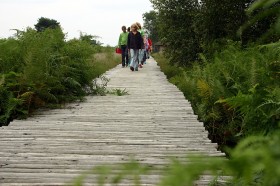 Avondwandeling in de groote Peel