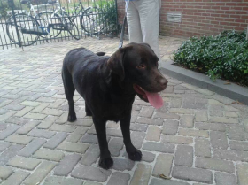 Bruine Labrador gevonden