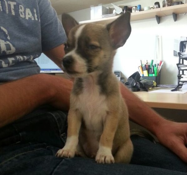 gevonden pup Beatrixstraat