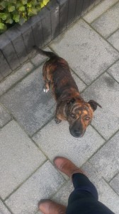 1148406_411727345593617_296589443_n