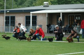 Teckelrennen Ospeldijk