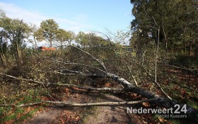 Boom over de weg langs Noordervaart Nederweert