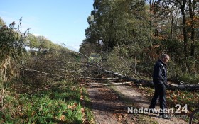 Boom over de weg langs Noordervaart Nederweert