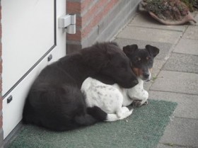 Jack Russel vermist driekleurig