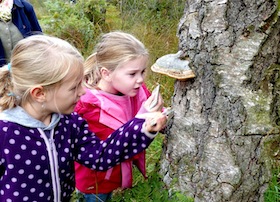 Paddenstoelentocht de groote Peel