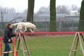 hond balk school