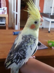 Gele ValkParkiet Nederweert1