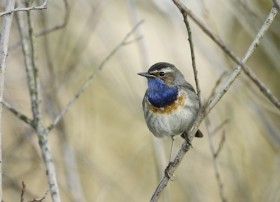 Blauwborst - De Groote Peel Ospel