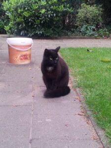 Gevonden Zwarte kater Nederweert