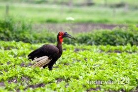 Hoornraaf gespot vogel