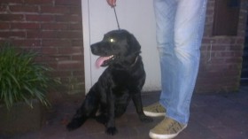 Zwarte Labrador2