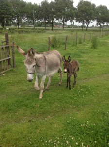 Baby ezel Kinderopvang Hummelhoeve3