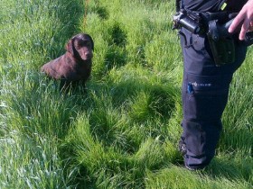 Labradorteef gevangen