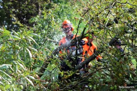 Brandweer rukt uit voor afgebroken tak-003