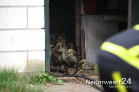 Brand in stal met eenden Stramproy