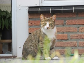 Kat bibi vermist Nederweert