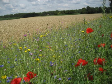 Bloemrijke Akkerranden NEderweert