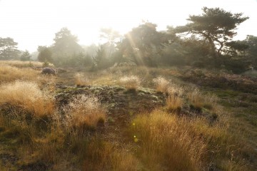 Boshoverheide - Bob Luijks Natuurportret