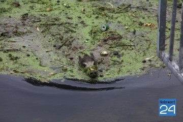 Wilde zwijnen in Zuid Willemsvaart bij Weert