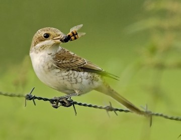 grauwe-klauwier vogel