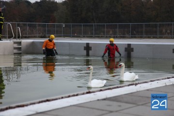 Brandweer redt zwanen uit zwembad