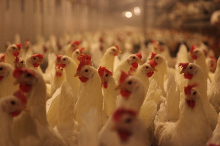 landelijke maatregelen vogelgriep