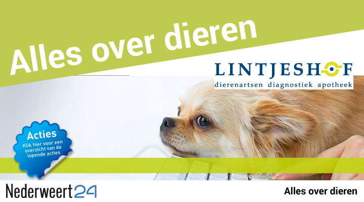 dierenarts