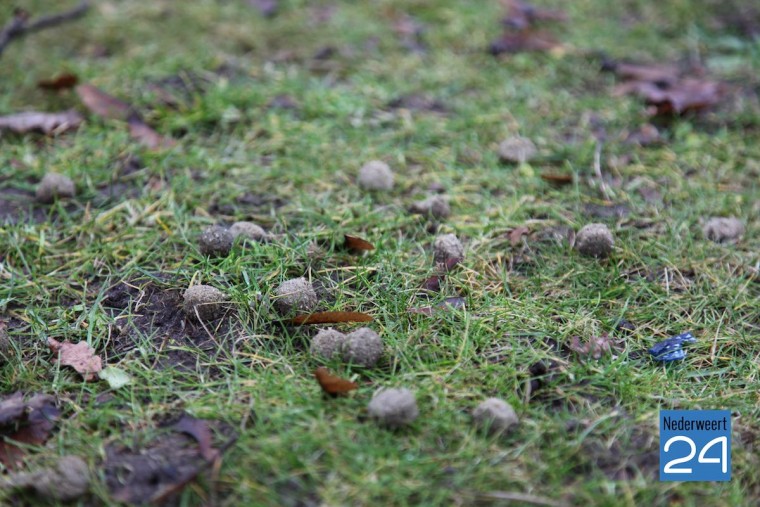 Hondenbrokken Park Budschop Rochuspark