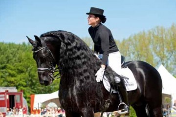 Hengstenshow van Friezen en Haflingers