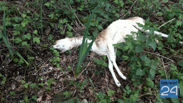 Dode Alpaca gevonden in Ospel