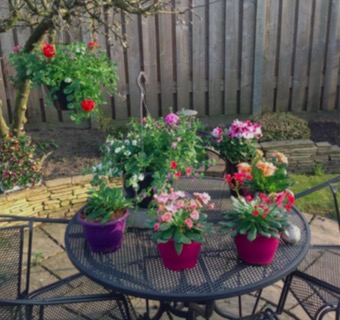 vaste planten Leveroy