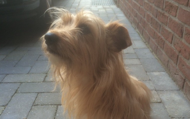 hond nederweert