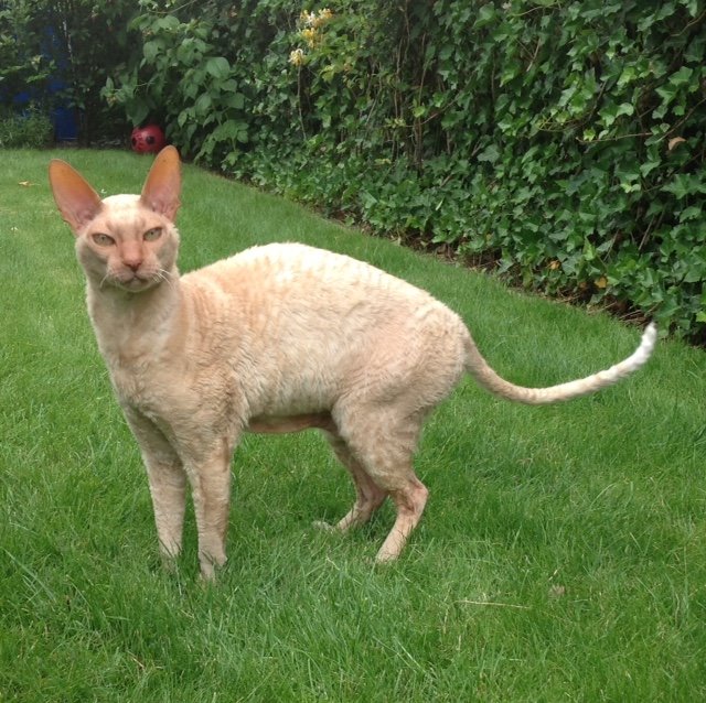 kat vermist in Budschop