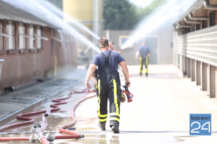 stal scharrelkuikens