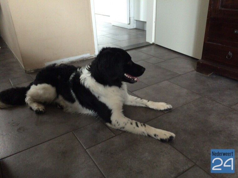 Friese Stabij gevonden in Nederweert