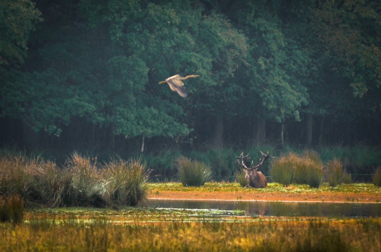 Rustend edelhert met langsvliegende purperreiger in Weerterbos