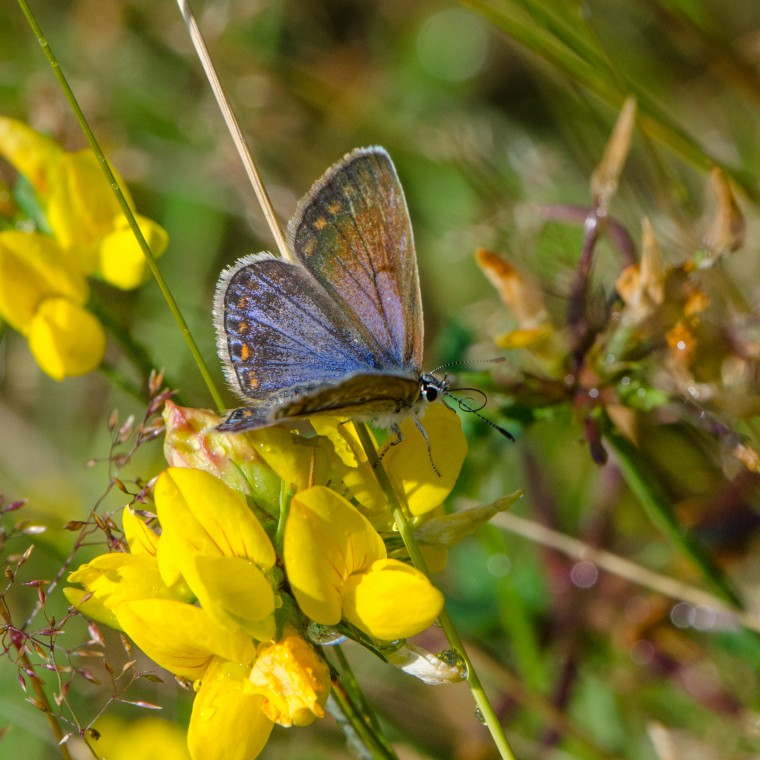 Icarusblauwtje_Foto Jac Steevens