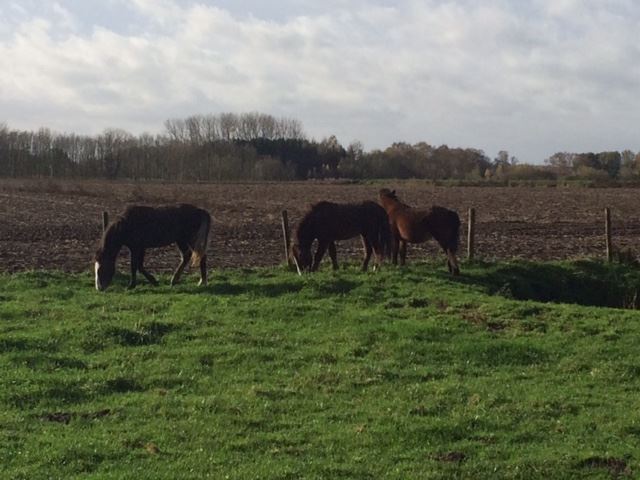 Paarden wei gezocht