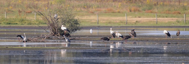 Basiscursus Vogels kijken in Nederweert