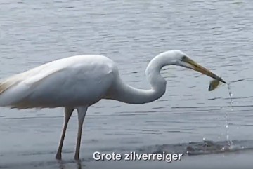 Grote Zilverreiger