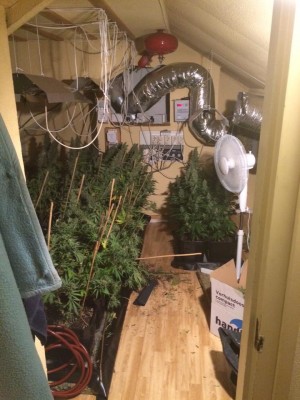 Hennepgeur verraadt hennepkwekerij