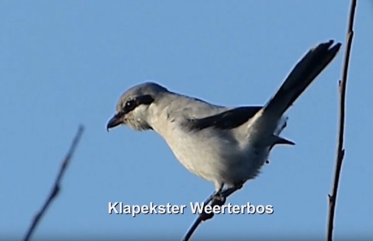 Klapekster Weerterbos