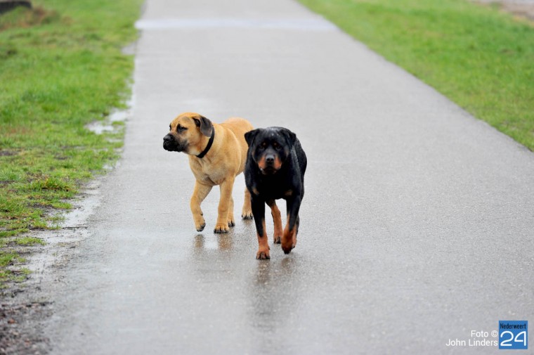 Loslopende Honden KWegt Nederweert-Eind-2