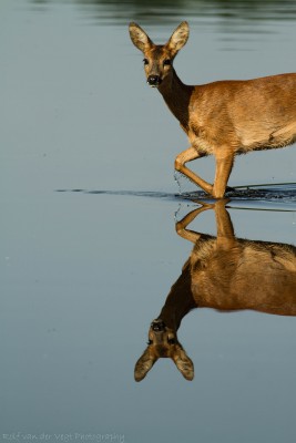 Hert weerspiegeling in water Rolf van der Veght