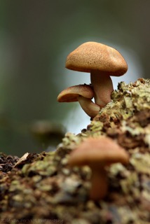 13-4-2016 Aanvaarding - Rolf van der Vegt